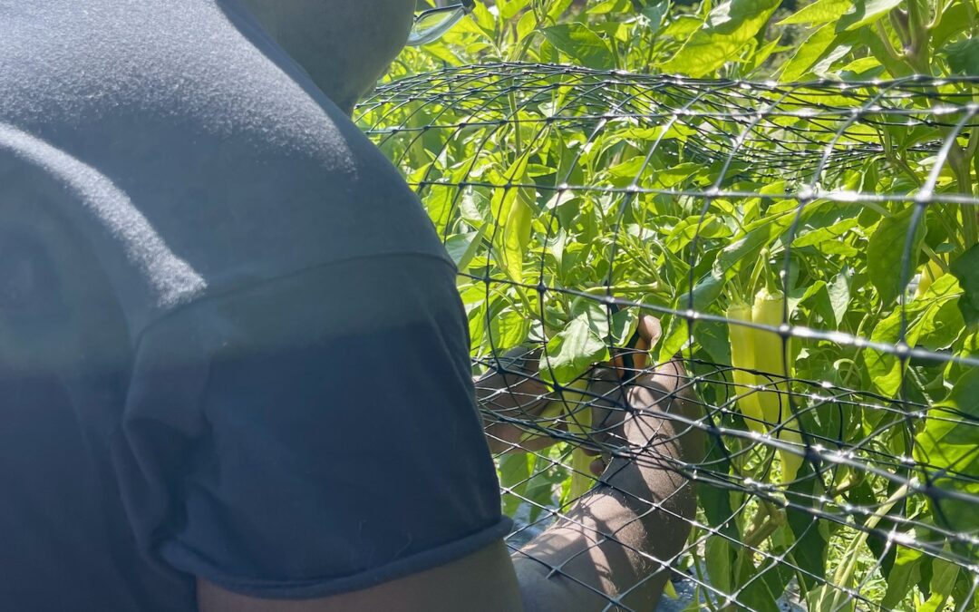 2023 RESTAURANT WEEK BENEFICIARY: BUILD TRYBE SEED TO PLATE PROGRAM