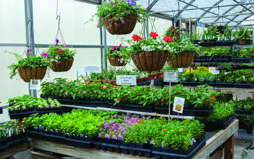 Five-Minute Interview With A Plant Sale Youth